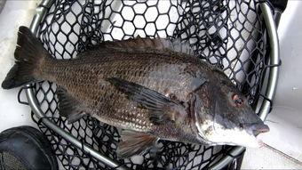 筏钓教学视频高清,掌握技巧,尽享垂钓乐趣