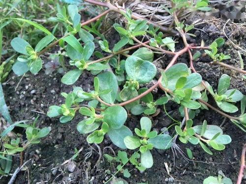 1769青草视频,探寻自然之美，感受生命律动