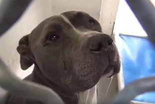 狗狗进入视频,萌态可掬引网友热议