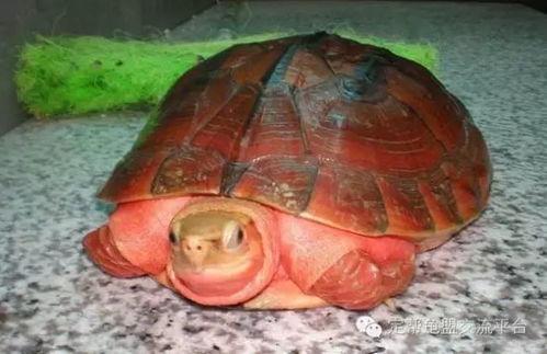 金钱龟养殖视频,从视频中学到的养殖秘诀