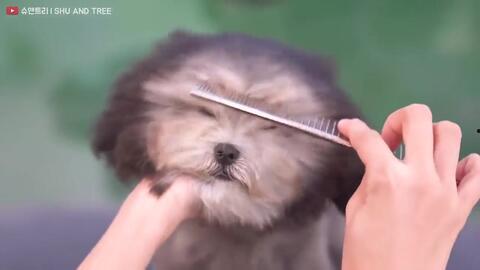怎样给狗剪毛视频,狗狗剪毛视频教程全解析